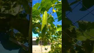 Growing luffa from seed grow selfcare autumn gardening [upl. by Alonso]