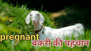 3 month pregnant goat gabhin bakrigabhin bakri ki pehchanhow to check goat pregnancy bakri palan [upl. by Shalna]