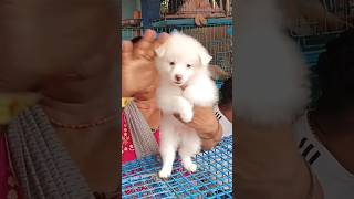 Very cute German Spitz puppy for only Rs5K galiff street pet marketKolkatarecent dog price list [upl. by Ainahpets]