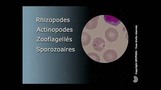 Classification des Protozoaires [upl. by Lenor]