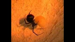 Redback Spider  Latrodectus hasseltii [upl. by Boigie887]