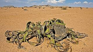 Welwitschia mirabilis  The living fossil defying natures harshest laws [upl. by Delcina787]