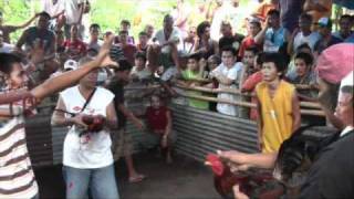 bikol song  bulangan  isla [upl. by Brubaker516]