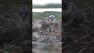 Osprey dad brings whole fish for three babies ospreycam birds fish shorts feeding osprey [upl. by Neeham698]