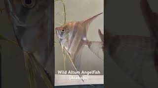 Medicating Altum Angelfish part1 altumangelfish angelfish atabaporiver fishmedication finrot [upl. by Steele541]