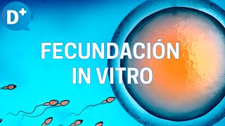 Fecundación in vitro Etapas y resultados [upl. by Enelime718]