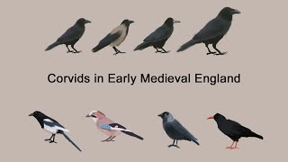 Crows and Corvids in Early Medieval England [upl. by Yeslek194]