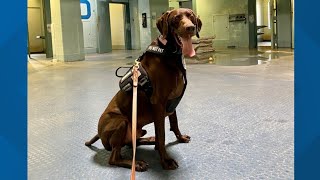 Indianapolis airport canine featured in annual TSA calendar [upl. by Surtemed918]