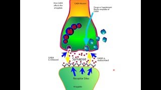 How The Neurotransmitter GABA Works For Anxiety In The Brain [upl. by Araet]