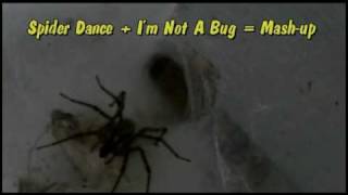 Halloween Spider Mashup 2 Songs  Spider Dance  Im Not A Bug DG remix Macro timelapse [upl. by Jegger637]