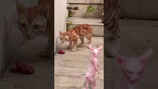 sphynx cat dancing with ginger cat 🥩🐱😱👀🔥ytshorts catshortsfeedshortscatvideos comedy [upl. by Niwle548]