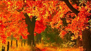 Autumn Scenery Beautiful Fall Foliage Acoustic Relaxing Guitar Music quotNew England Autumn Roadquot [upl. by Aicatsanna532]