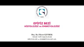 Epifiz bezi histolojisi ve embriyolojisi Doç Dr Fikret GEVREK [upl. by Annadal]