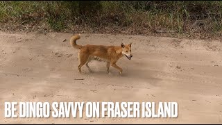 Dingoes on Fraser Island Kgari Ive Never seen so many in 30 years dominant and not scared of humans [upl. by Ekim571]