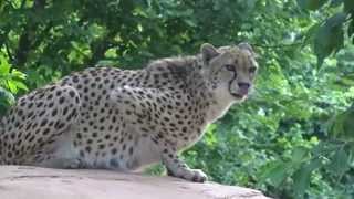 Cheetah meowing [upl. by Lenni]