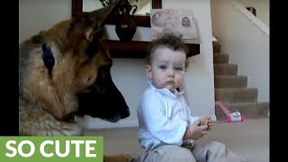 German Shepherd is wonderfully trustworthy around baby [upl. by Lau]