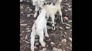 Alpine kid vs Boer kid babygoats goatfarming farmlife boergoats homestead [upl. by Cutlip793]