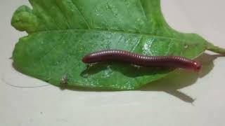 Millipede  Kenno  কেঁনদাই arthropods on ABDK [upl. by Llennhoj]