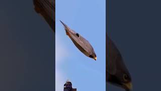 fastest flying bird in the world falcoon falconery animals nature shortvideo viral trending [upl. by Baler]