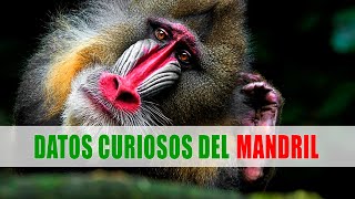 Mandril Mandrillus sphinx  Datos curiosos de animales [upl. by Tabib]