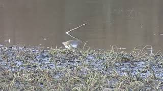 Green Sandpiper  Lochore Meadows CP  Fife  12112024 [upl. by Alia]