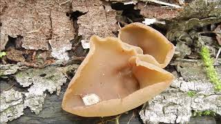 Jelly Mushroom Auricularia auricula Spore Release [upl. by Atsyrt]