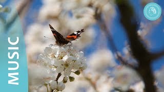 The Four Elements of Nature – Music and Nature Photos – by Bruno Gröning Friends [upl. by Yelrahs]