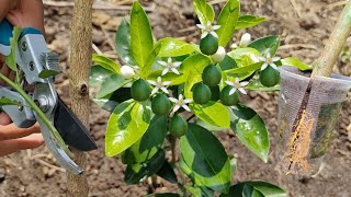 Ya no cortes los chupones de tu limonero conviértelos en plantas enanas que te darán frutos en 1 año [upl. by Meave122]