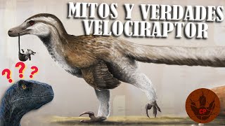 ¡MITOS Y VERDADES DEL VELOCIRAPTOR [upl. by Birk]