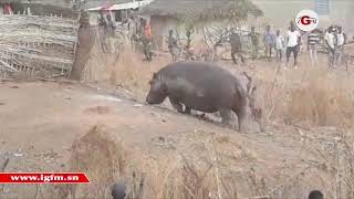 L’hippopotame qui semait la panique à Kédougou abattu par un chasseur [upl. by Drofnats]