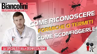 ❓❓Formiche o termiti Riconoscerle e sconfiggerle❓❓ [upl. by Atipul]