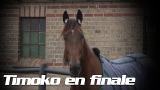 European Trotting Masters 2014 La finale  Timoko pour un nouveau défi [upl. by Eirahs]