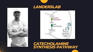 Catecholamine Synthesis [upl. by Pritchard]