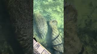 A Couple of Manatees Swimming at Homosassa Springs Wildlife Park in Florida [upl. by Eseryt]