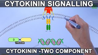 Cytokinin Signalling Pathway [upl. by Shena705]