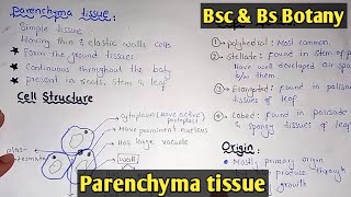 Plant Anatomy 2  Parenchyma  Collenchyma  Sclerenchyma  Simple Permanent Tissues [upl. by Colon]