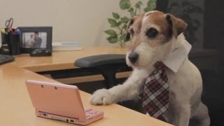 Uggie the dog from the Artist plays Nintendo DS [upl. by Stilla120]