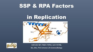 Single strand DNA binding ProteinSSPReplication Protein ARPATamil CSIR NET TNSET GATE [upl. by Zulch]