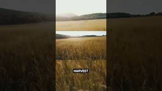 Lagu rohani Gereja  The Greatest Harvest by Welyar Kauntu [upl. by Elcarim532]