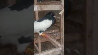 sandhly peshori karbali kaboter pigeon fancykabotar kabootar [upl. by Steinberg]