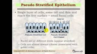 Histology of Epithelial Tissues [upl. by Mort]