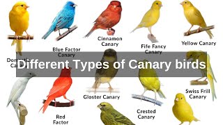 types of canaries different types of canary birds  domestic canary [upl. by Bron500]