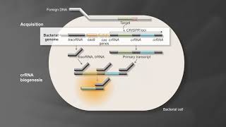 Bacterial Adaptive Immunity with CRISPRCas9 [upl. by Ahsielat480]