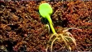 plant germination [upl. by Etnahsal]