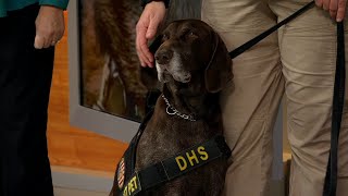 Dog voted to be in Transportation Security Administration 2024 canine calendar joins ABC7 in studio [upl. by Noillimaxam]