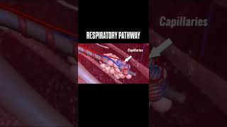 Respiratory systemRespiratory pathway [upl. by Husha]