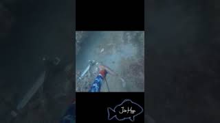 Spearfishing hogfish [upl. by Eeramit]