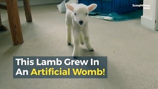 This Lamb Grew In An Artificial Womb [upl. by Neelloj]