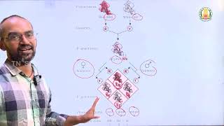 Biology  Classical Genetics Part 3  Week1  AIISH NFAT NIEPMD [upl. by Noet500]