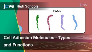 Cell Adhesion Molecules  Types and Functions  Cell Bio  Video Textbooks  Preview [upl. by Hplodur]